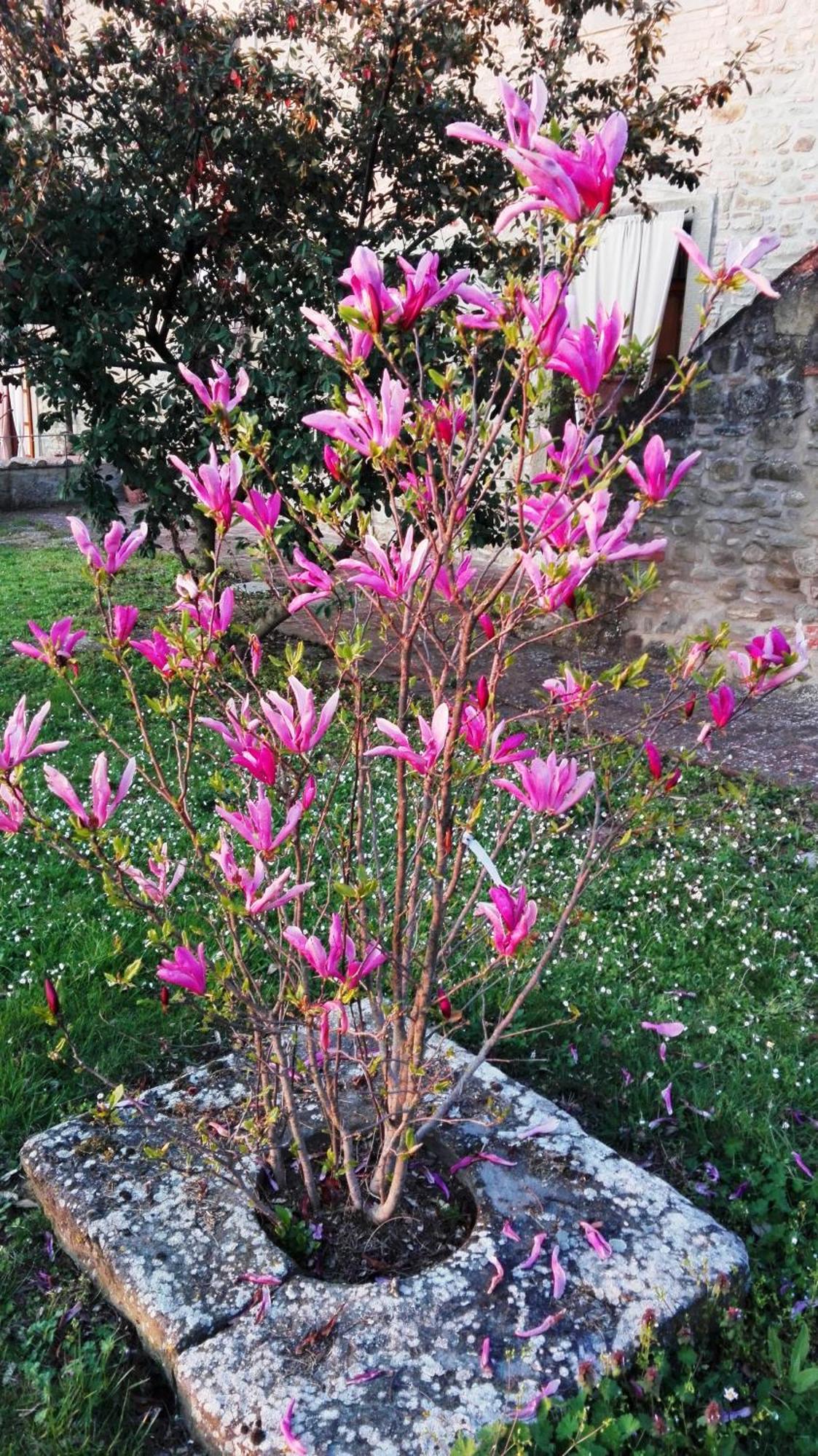 Ferienwohnung Il Gelso Cortona Exterior foto